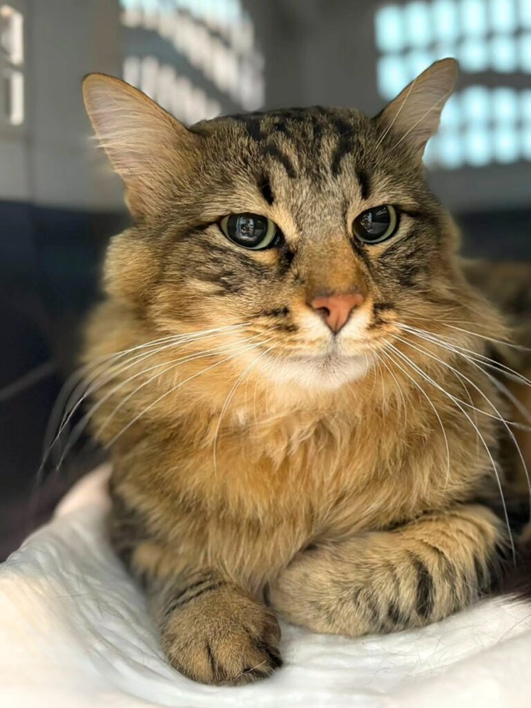 chi-siamo-clinica-veterinaria-marengo Un gatto a pelo lungo aspetta di essere visitato alla clinica veterinaria marengo