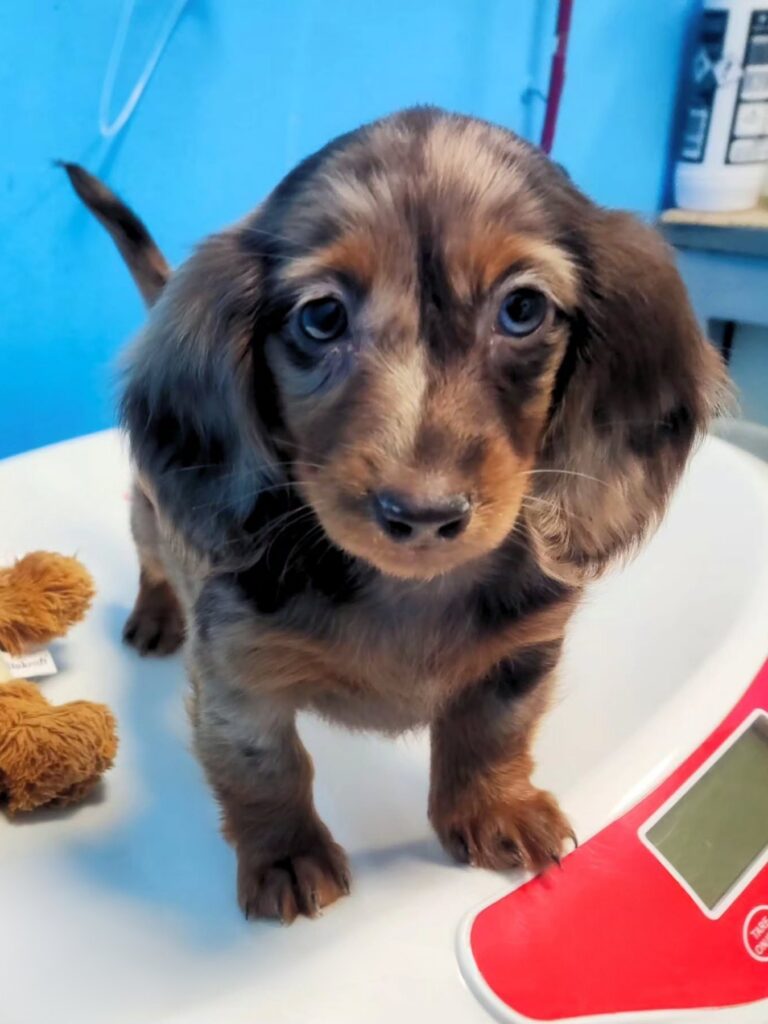 Immagini sito marengo - 4 Un cucciolo di cane maculato durante il controllo del peso presso la clinica veterinaria marengo
