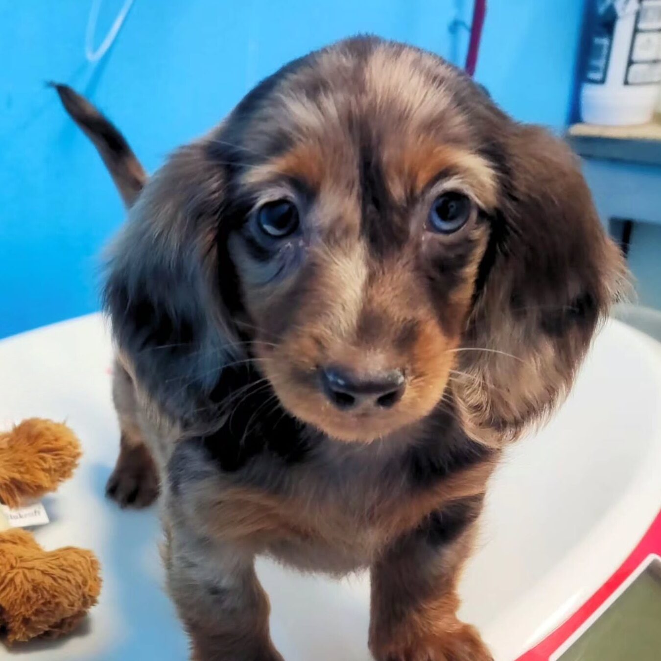 Immagini sito marengo - 4 Un cucciolo di cane maculato durante il controllo del peso presso la clinica veterinaria marengo