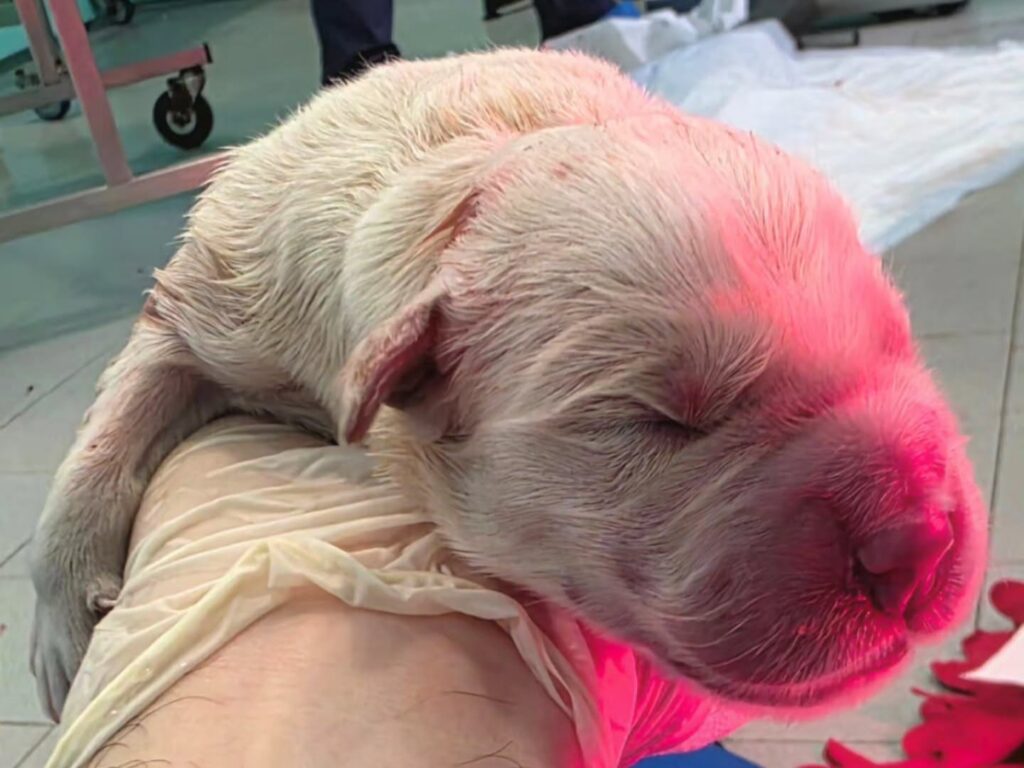i-tuoi-veterinari-ad-alessandria Un cucciolo di cane bianco appena nato viene tenuto in mano da un medico veterinario della clinica veterinaria marengo