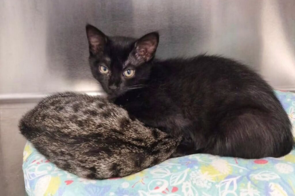 Due gatti in una cuccia presso la clinica veterinaria marengo