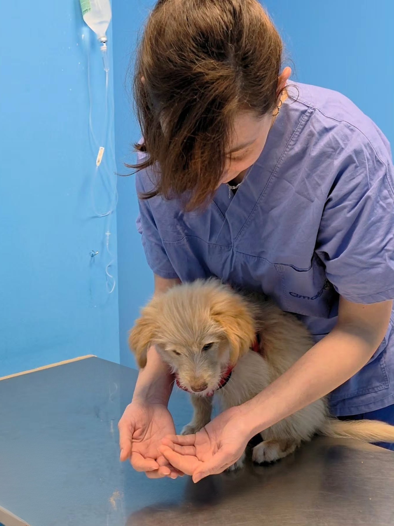 La dottoressa mascia bottega durante la vaccinazione di un cucciolo di cane