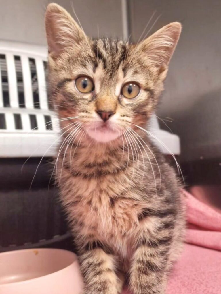 un gattino tigrato dopo una visita presso la clinica veterinaria marengo