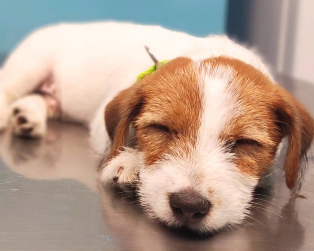 un cucciolo di cane marrone e biando dorme sul tavolo nella sala visita della clinica veterinaria marengo
